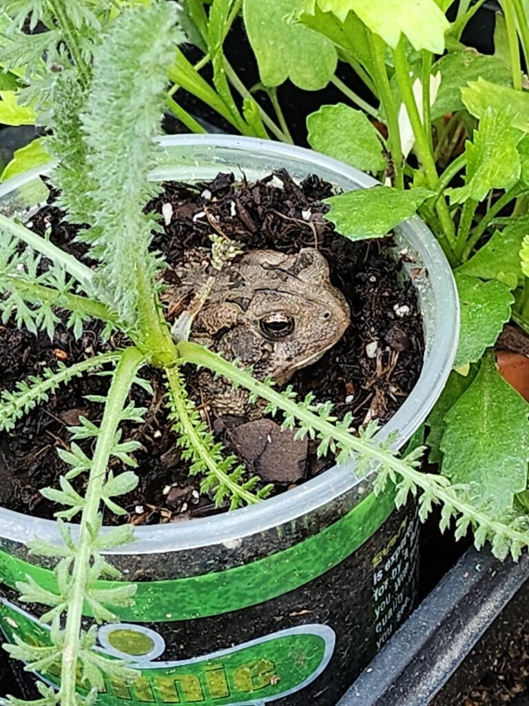 ToadInYarrow